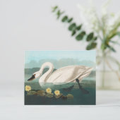 白鳥オードボンバードホワイトウォーター ポストカード (スタンド正面)