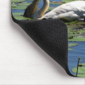 白鳥及びCygnetsの食べ物を与えること マウスパッド (コーナー)