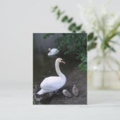 白鳥家族 – はがき (スタンド正面)