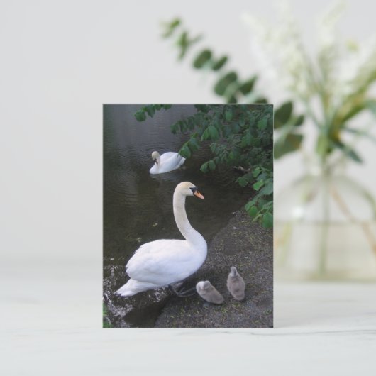 白鳥家族 – はがき (スタンド正面)