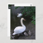 白鳥家族 – はがき (正面/裏面)