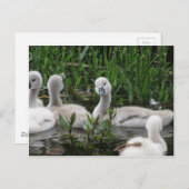 白鳥疑問に思.jpg ポストカード (正面/裏面)