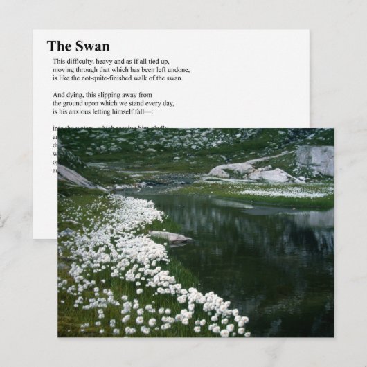 白鳥 ポストカード (正面/裏面)