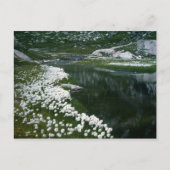 白鳥 ポストカード (正面)