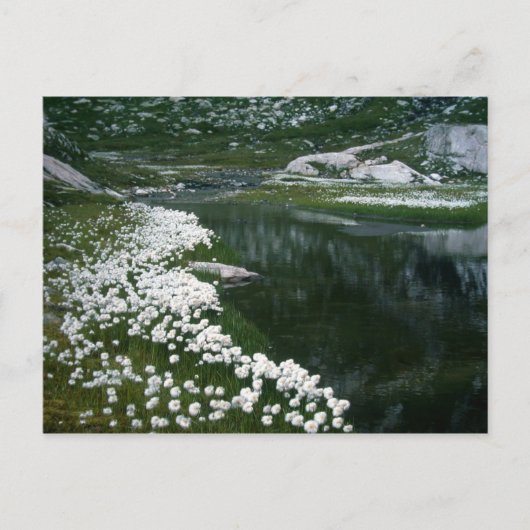 白鳥 ポストカード (正面)