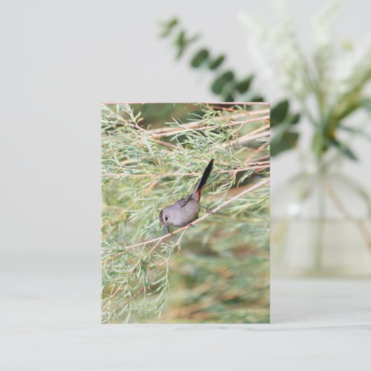 白鳥 ポストカード (スタンド正面)