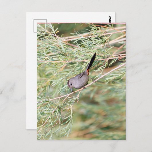 白鳥 ポストカード (正面/裏面)