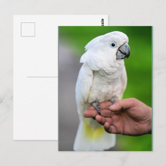 白鳥 ポストカード (正面/裏面)