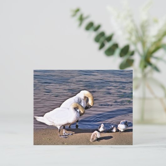 白鳥 ポストカード (スタンド正面)