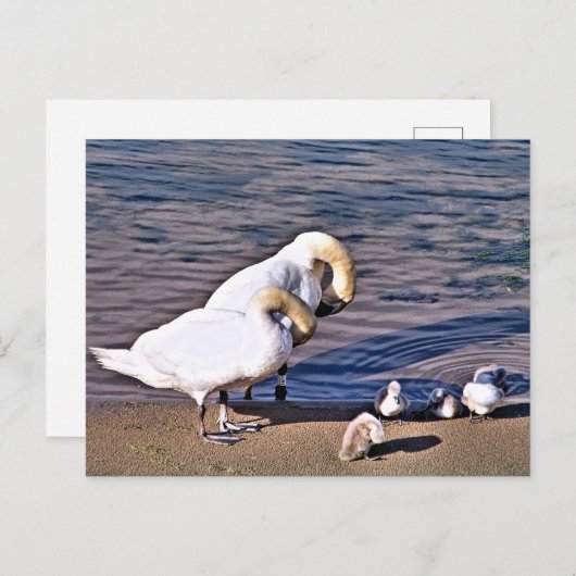 白鳥 ポストカード (正面/裏面)