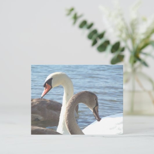 白鳥 ポストカード (スタンド正面)