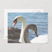 白鳥 ポストカード (正面/裏面)