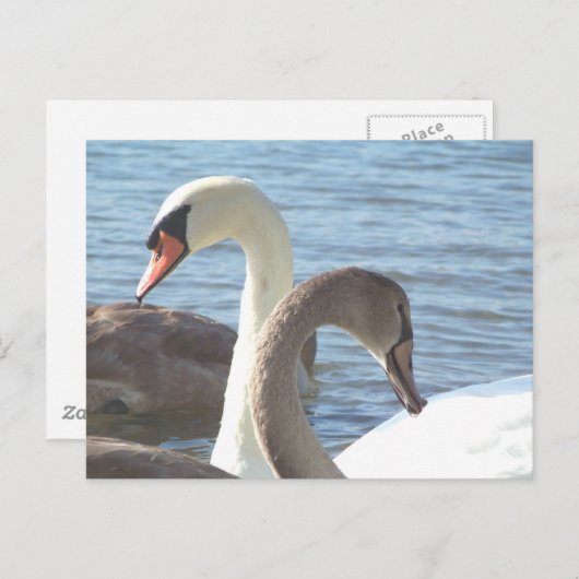 白鳥 ポストカード (正面/裏面)