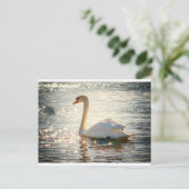 白鳥 ポストカード (スタンド正面)