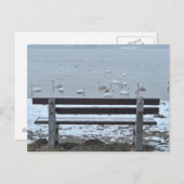 白鳥、湖とベンチ – はがき (正面/裏面)