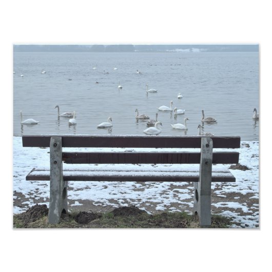 白鳥、湖とベンチ – 写真プリント フォトプリント            (正面)