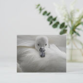 白鳥、美しい白い羽、美しい心地よい ポストカード (スタンド正面)