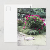 白鳥 - 花の島 ポストカード (正面/裏面)