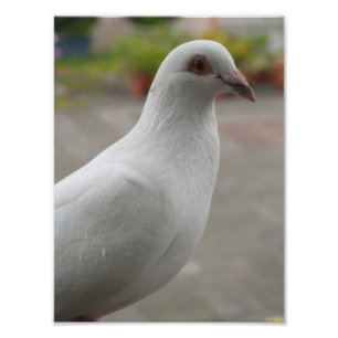 白鳩の写真拡大 フォトプリント