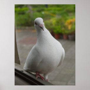 白鳩ポスター ポスター