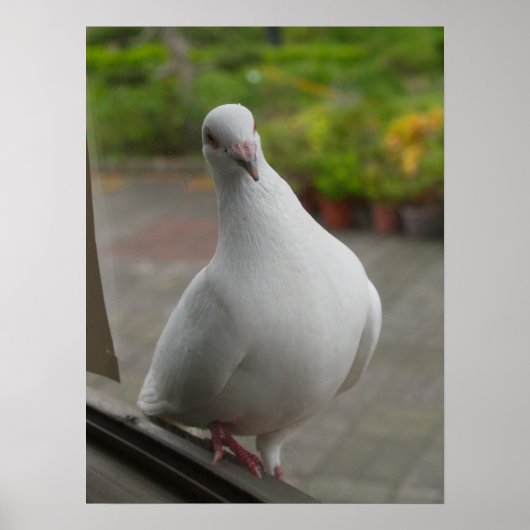 白鳩ポスター ポスター (正面)