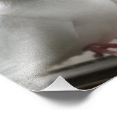 白鳩 フォトプリント            (角)