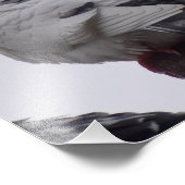 白鳩 フォトプリント            (角)