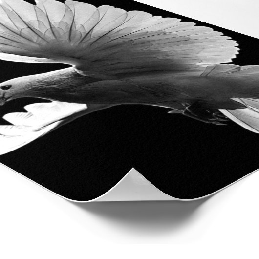 白鳩 ポスター (角)