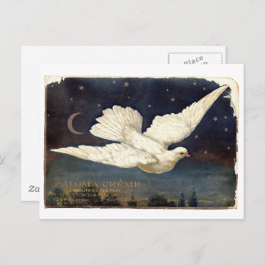 白鳩 ポストカード (正面/裏面)