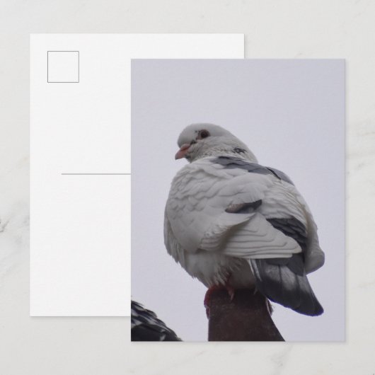 白鳩 ポストカード (正面/裏面)
