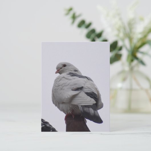 白鳩 ポストカード (スタンド正面)