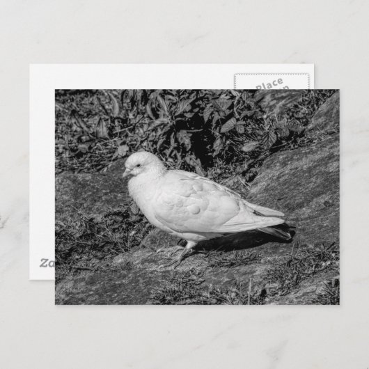 白鳩 ポストカード (正面/裏面)