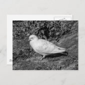 白鳩 ポストカード (正面/裏面)