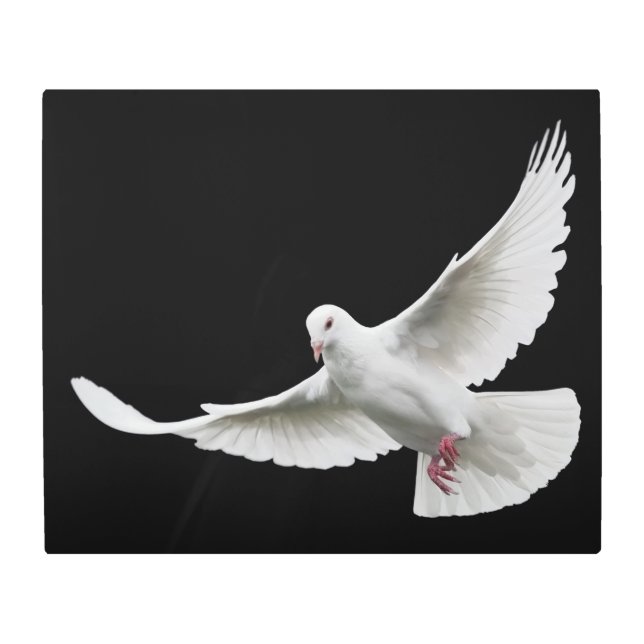 白鳩 メタルプリント (正面)
