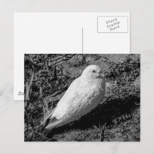 白鳩v2 ポストカード (正面/裏面)