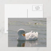 白鴨写真はがき ポストカード (正面/裏面)