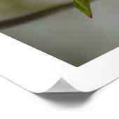 白鷺の花 ポスター (角)