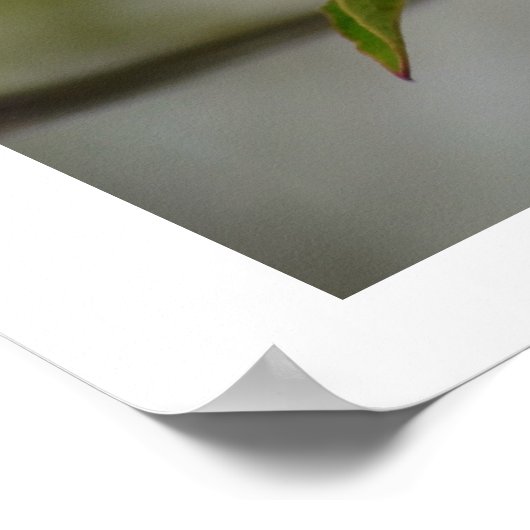 白鷺の花 ポスター (角)