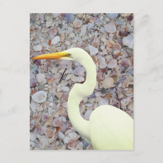 白鷺 ポストカード (正面)