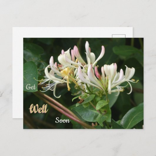 白黄色ハニサックルの回復おめでとうポストカード ポストカード (正面/裏面)