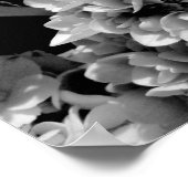 白黒あじさい花の写真プリント ポスター (角)