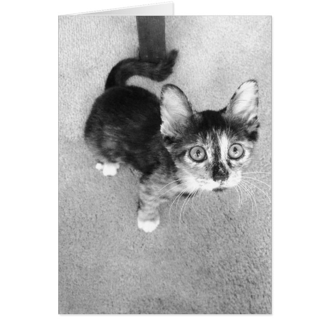 白黒おっちょこちょいのなさらさの子ネコ (正面)