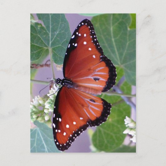 白黒および全体にわたって赤 ポストカード (正面)