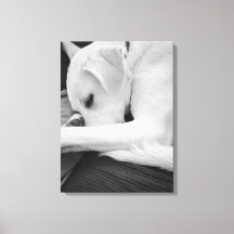 白黒かわいい犬のパパの写真