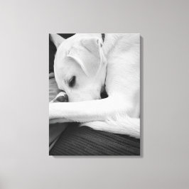 白黒かわいい犬のパパの写真 キャンバスプリント