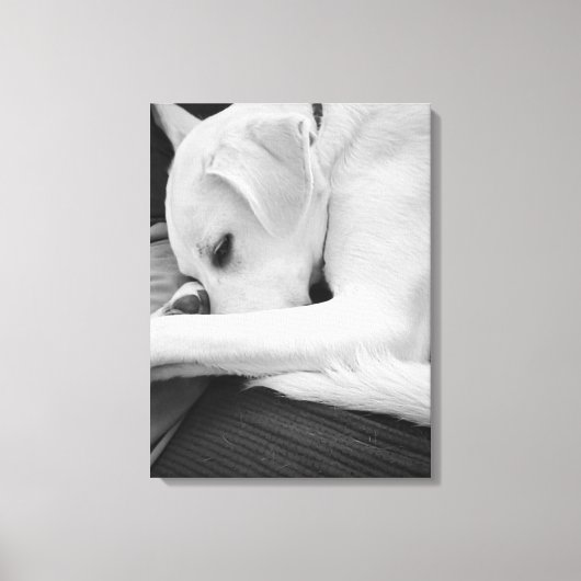 白黒かわいい犬のパパの写真 キャンバスプリント (正面)