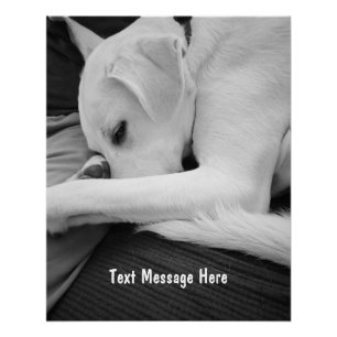 白黒かわいい犬のパパの写真 ポスター