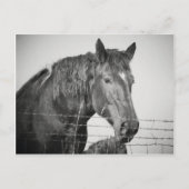 白黒でフェンスの後ろの馬 ポストカード (正面)