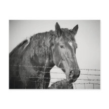 白黒でフェンスの後ろの馬