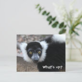 白黒のざわめきのキツネザルのクローズアップ ポストカード (スタンド正面)